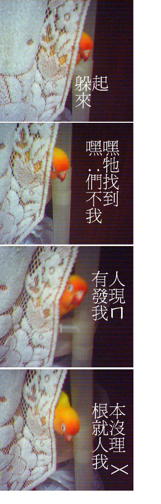 小胖滴捉迷藏