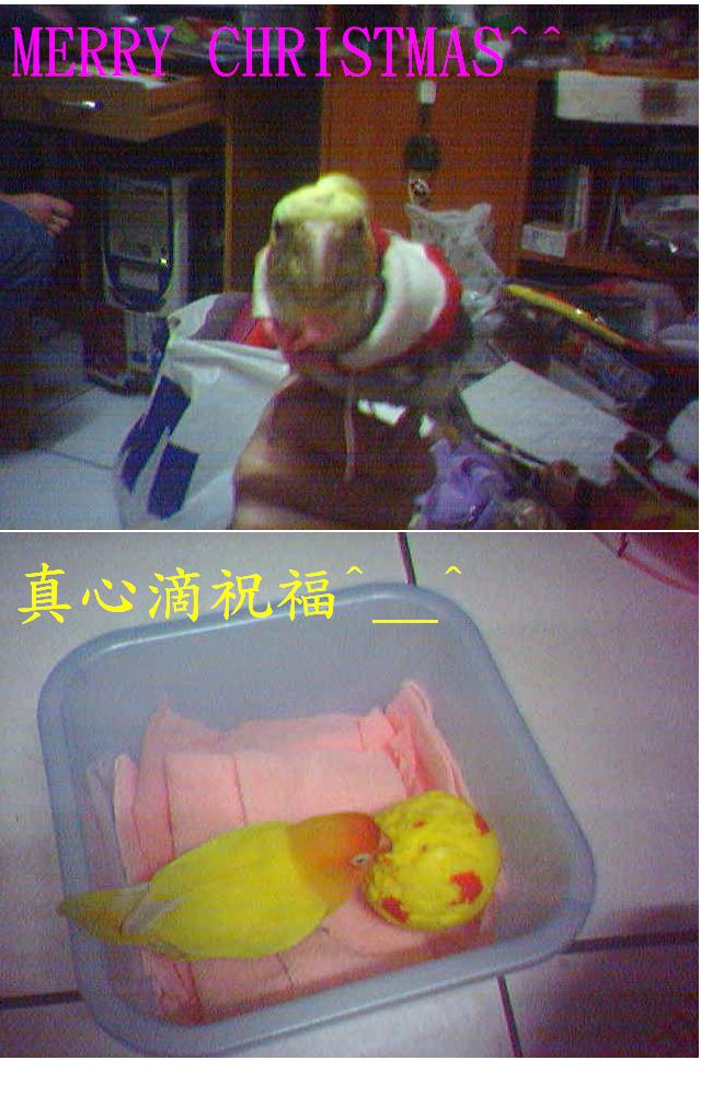 祝福晃站鳥友