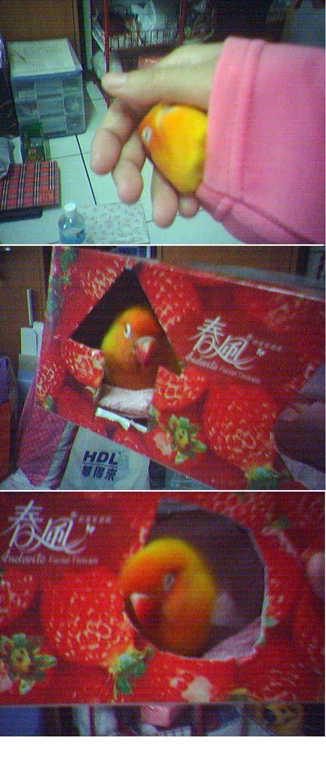 幫小胖用面紙盒作了一個窩
