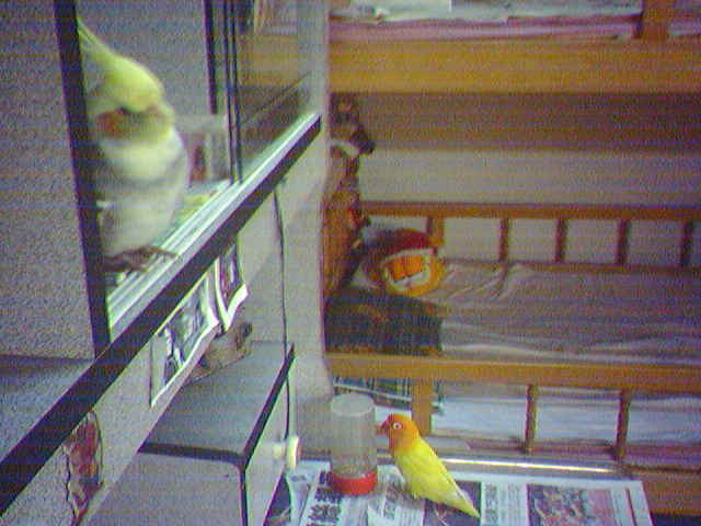 2隻鳥兒的樣子