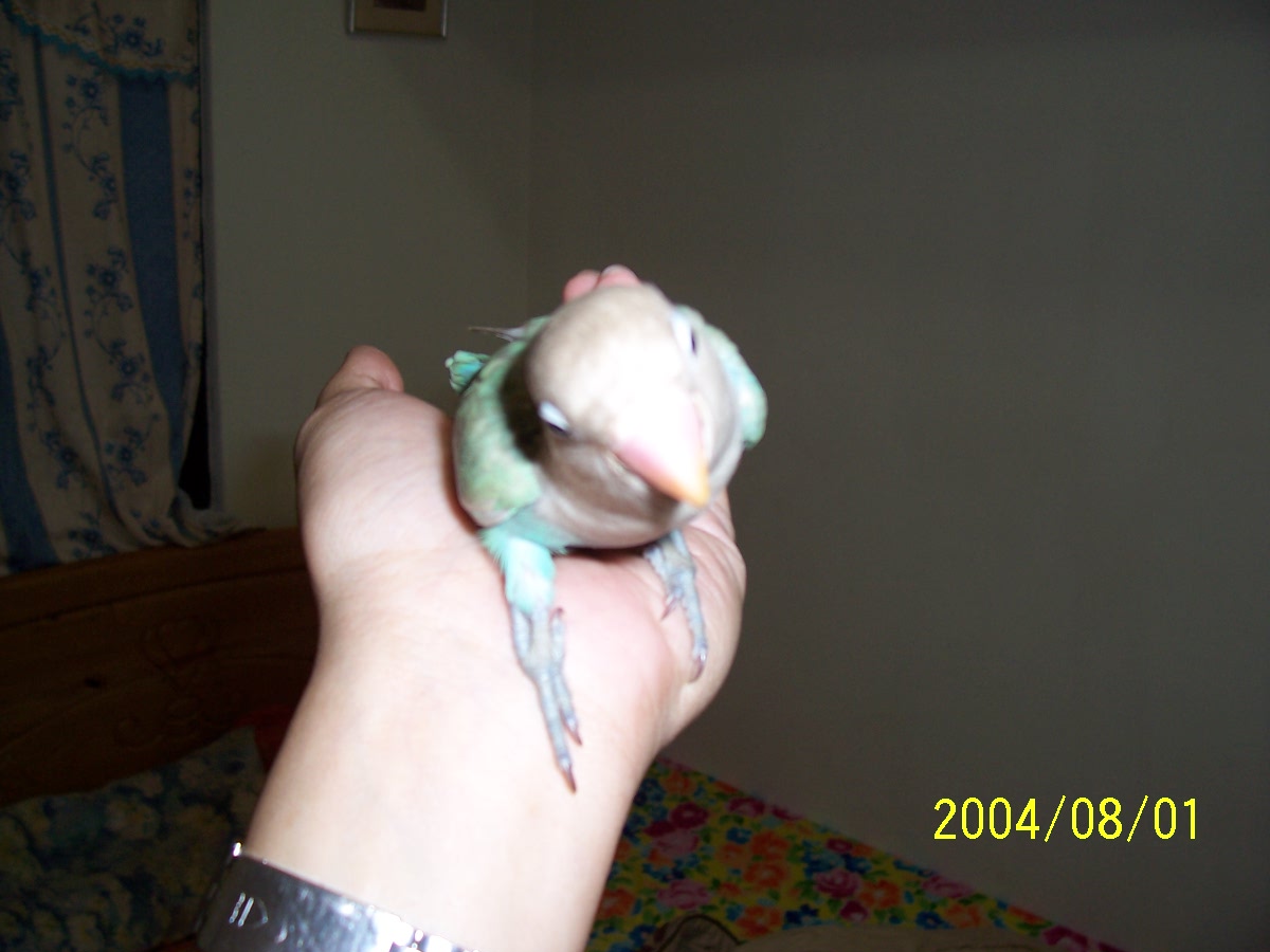 bluebird