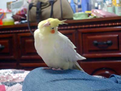 名副其實晃頭晃鳥