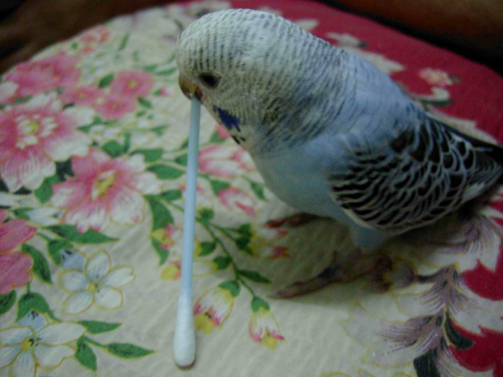我咬~咬~咬~
