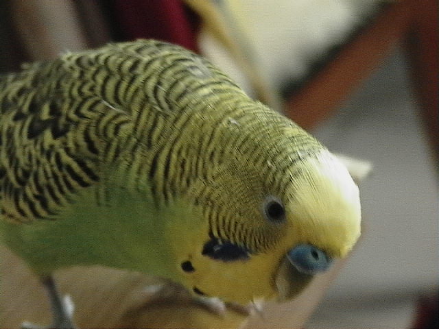 我家的搗蛋鳥