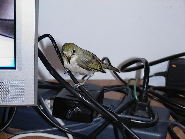 電腦和鳥