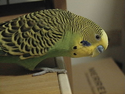 Photo 17274