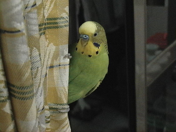 被逮到了