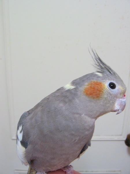 肥肥大眼愛吃鬼DODO
