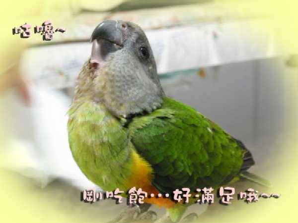 咕嚕~吃飽了