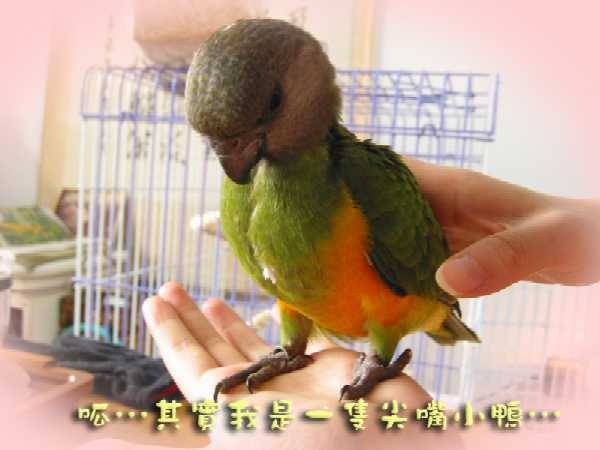 咦？變種？！