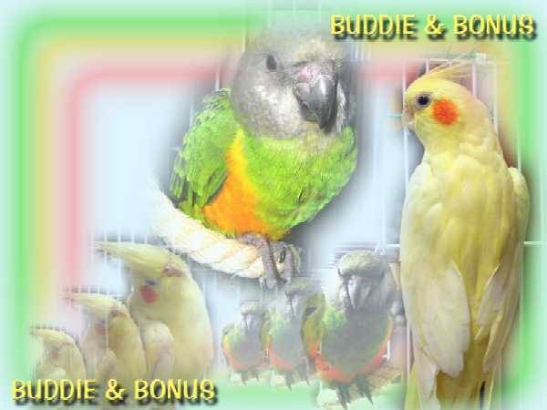 玄鳳Bonus & 賽內Buddie