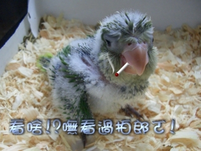 大尾的...