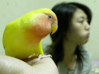 學主人