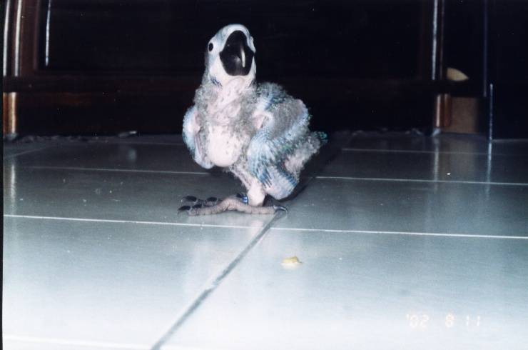 professional  model parrot