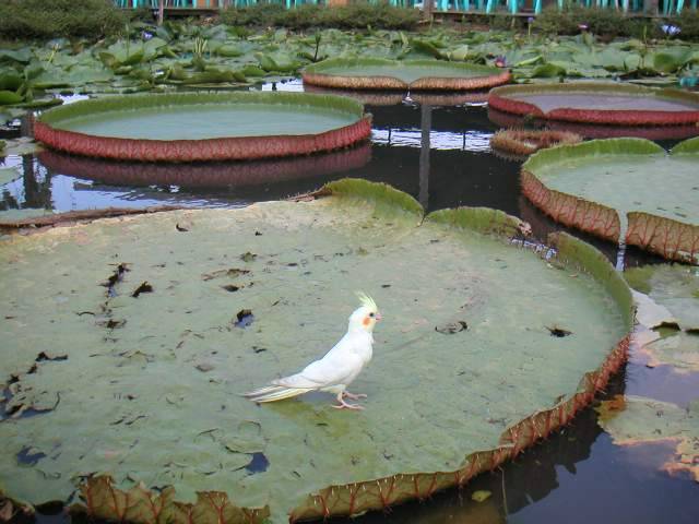 賞蓮