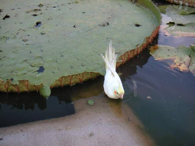 花露水