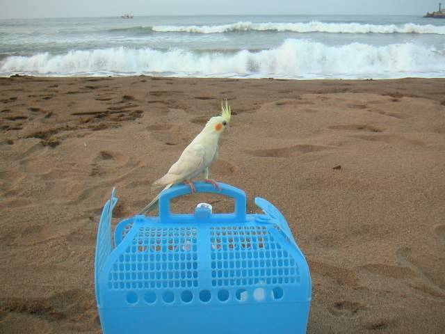 聽海