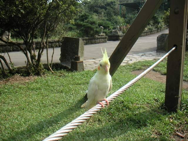 走鋼索