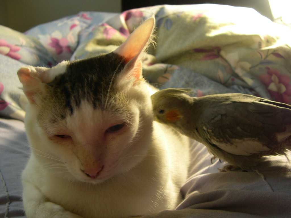 budgie9801