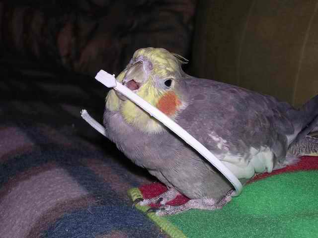 啊，姐姐說我胖胖