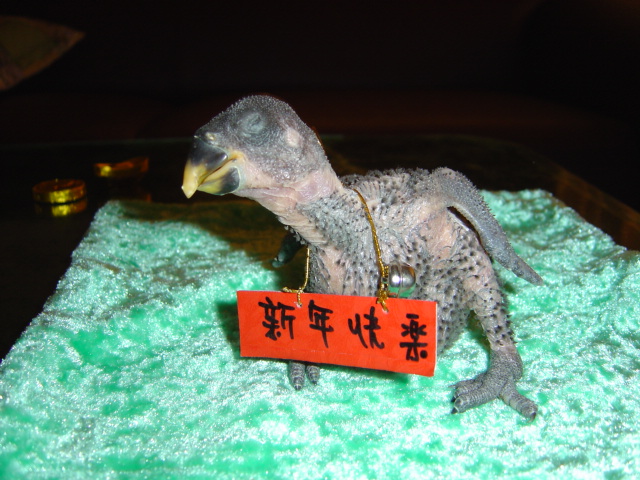15日齡的折衷鸚鵡