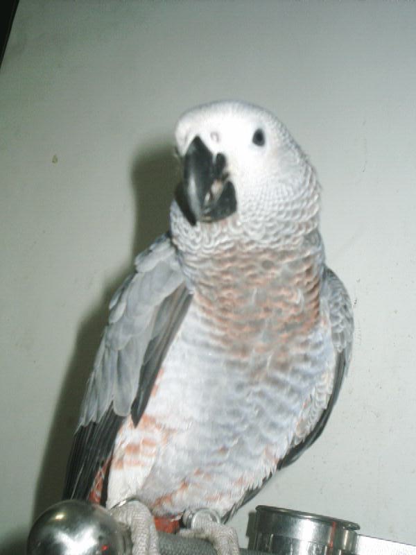 canary