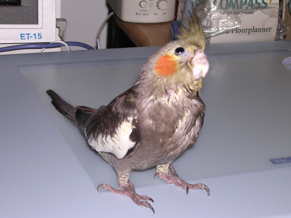 candana