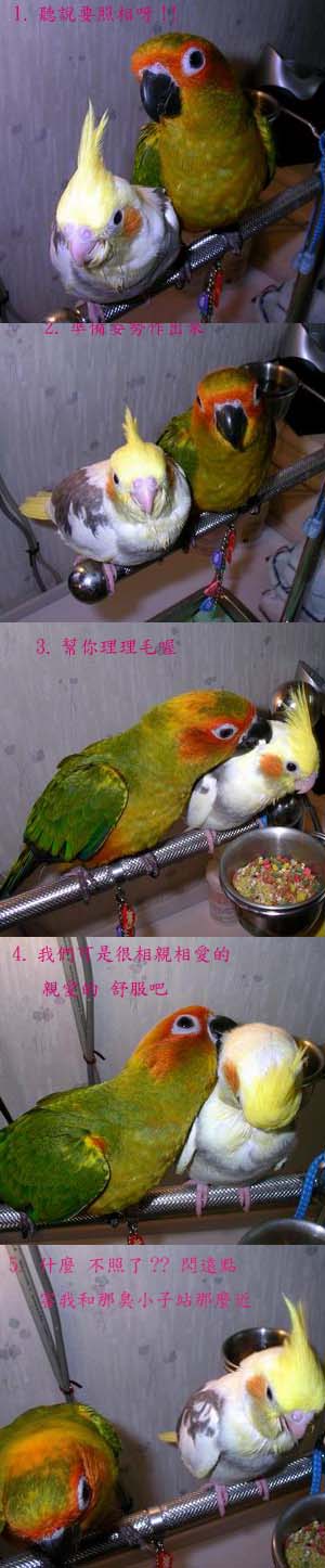 裝模作樣的2隻鳥