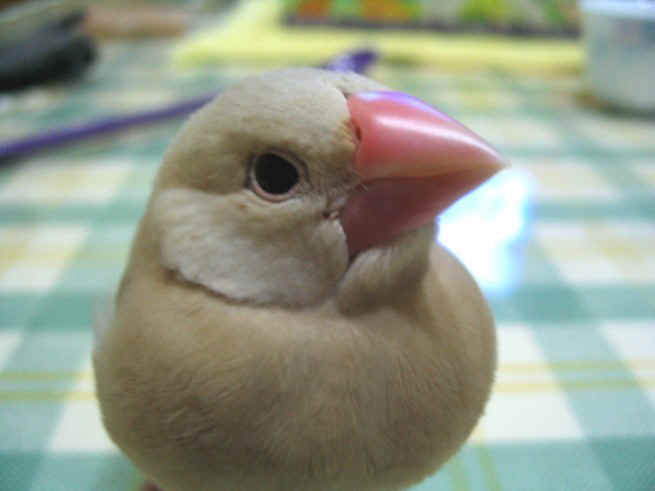 cannywang1