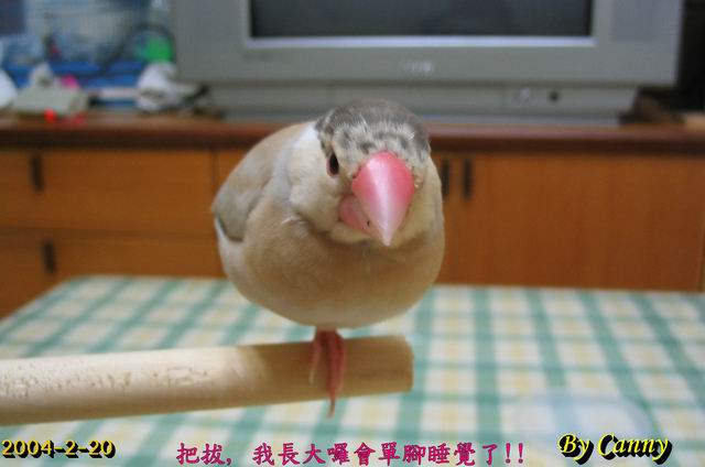 我長大囉!