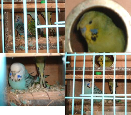 具冠種鳥