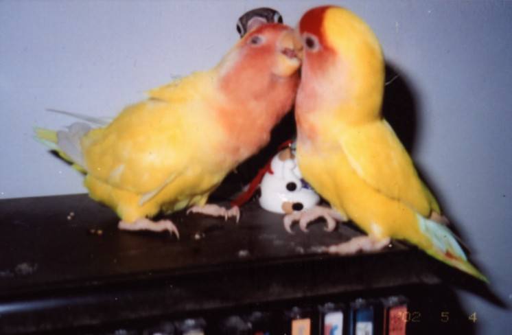 親親kiss