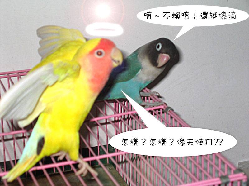 鳥與鳥之間的對話...