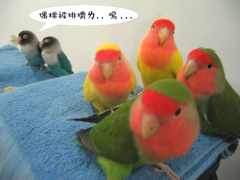 要6隻一起拍照~超難!