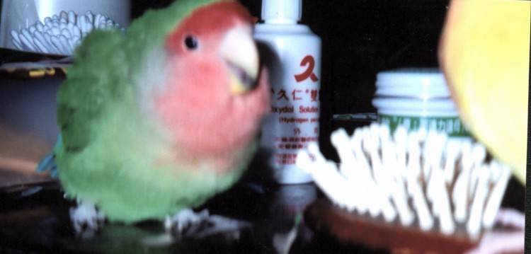 小~~~肥~~~鳥