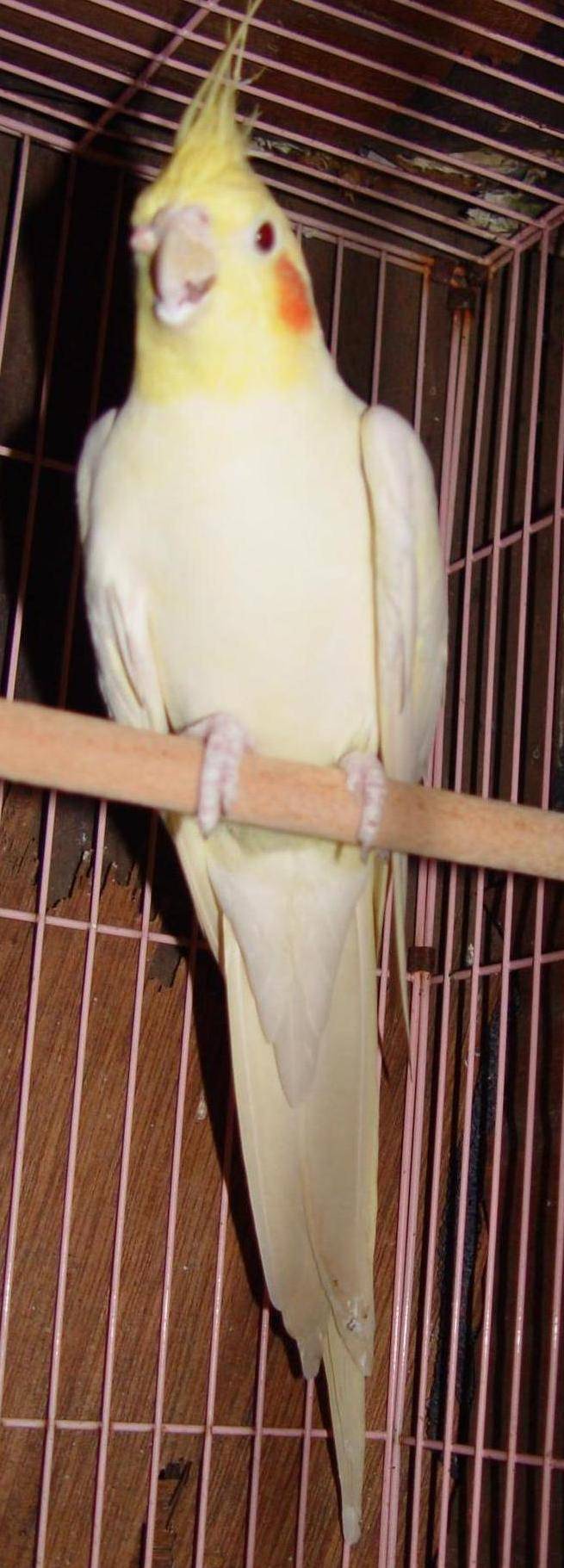 cca