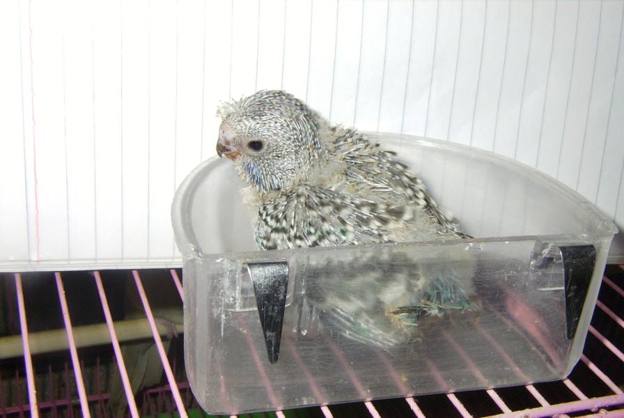 冠羽幼鳥