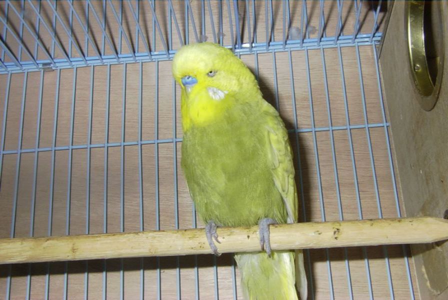 大頭~~進口種鳥~~
