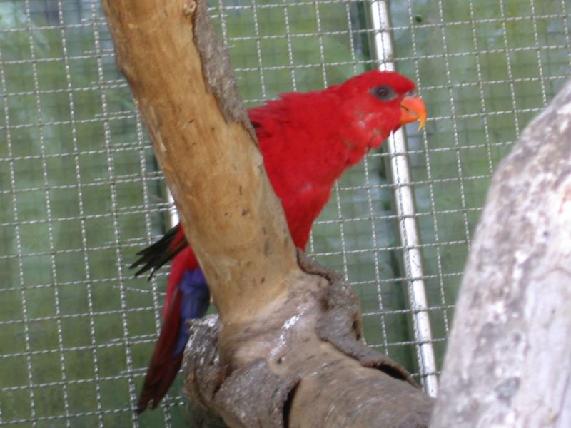 別人家的鳥