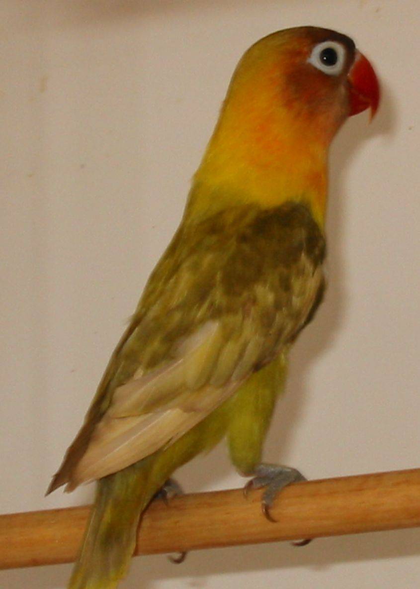 ccyang