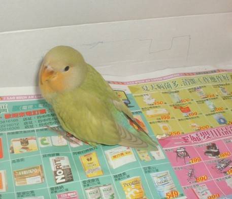 金面金絲小鸚幼鳥