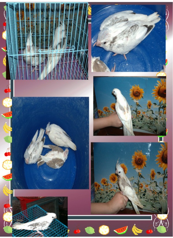cheapbird