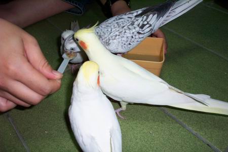 竟然搶幼鳥的飼料