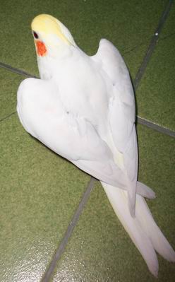一顆心