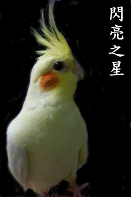 閃亮之星