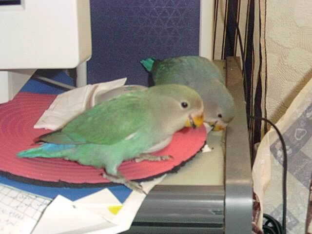 滑鼠塾殺手