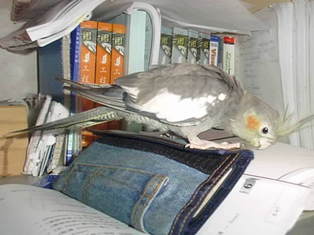 不要吵!!