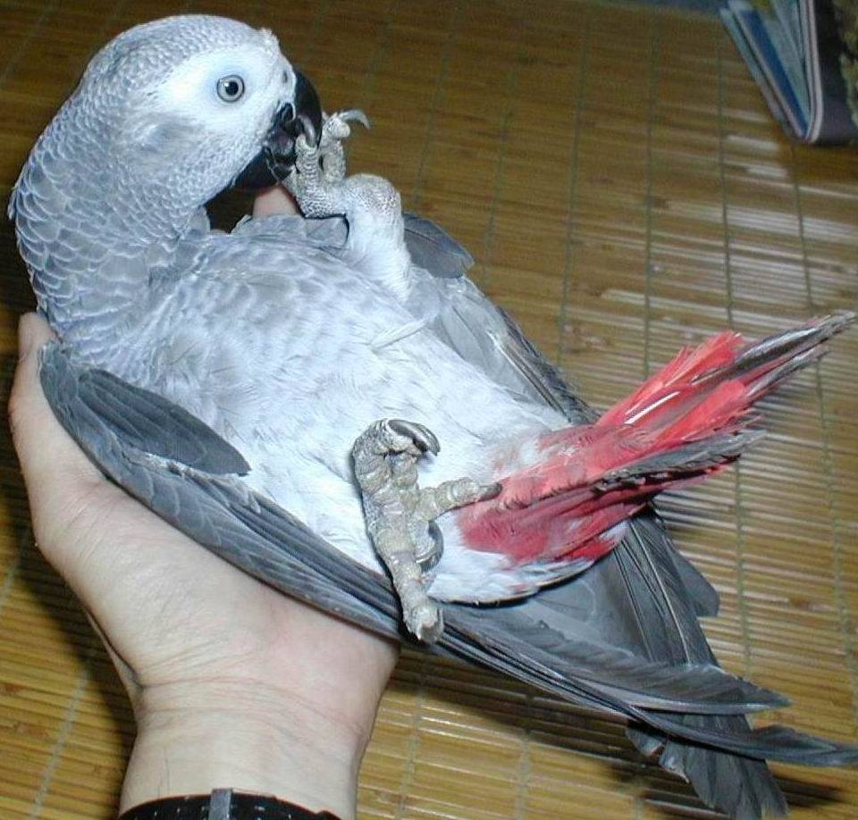 躺著玩