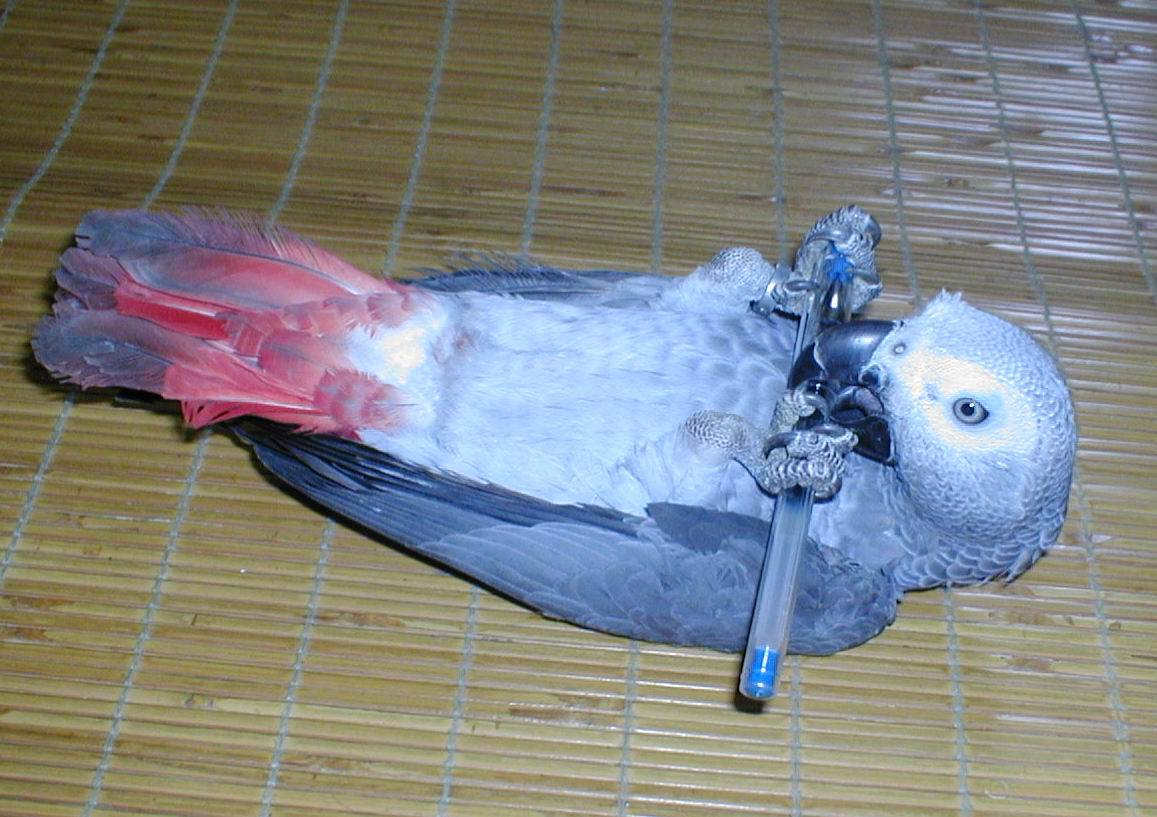 破壞王