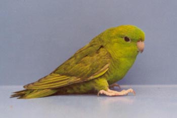 鳥友所想知道的橫班